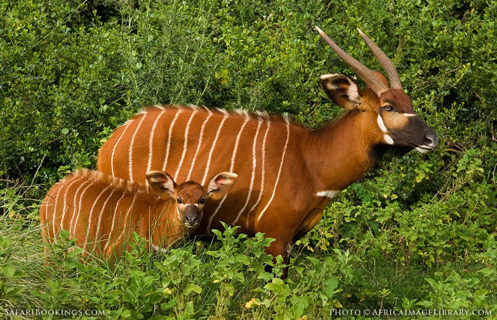 The Aberdare National Park covers the higher areas of the Aberdare Mountain Range of central Kenya