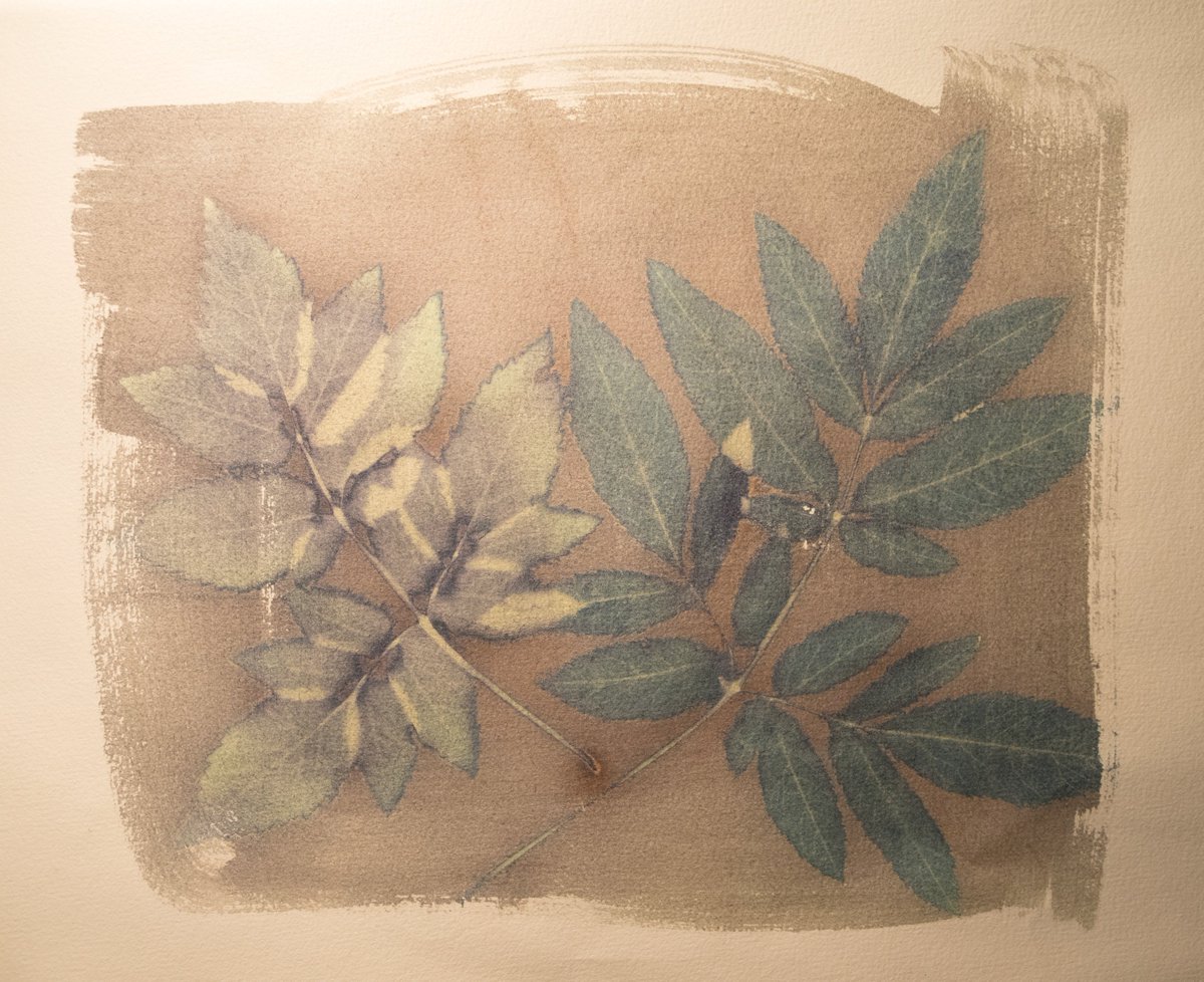 TimoRemes's tweet image. Unwashed cyanotype #cyanotype