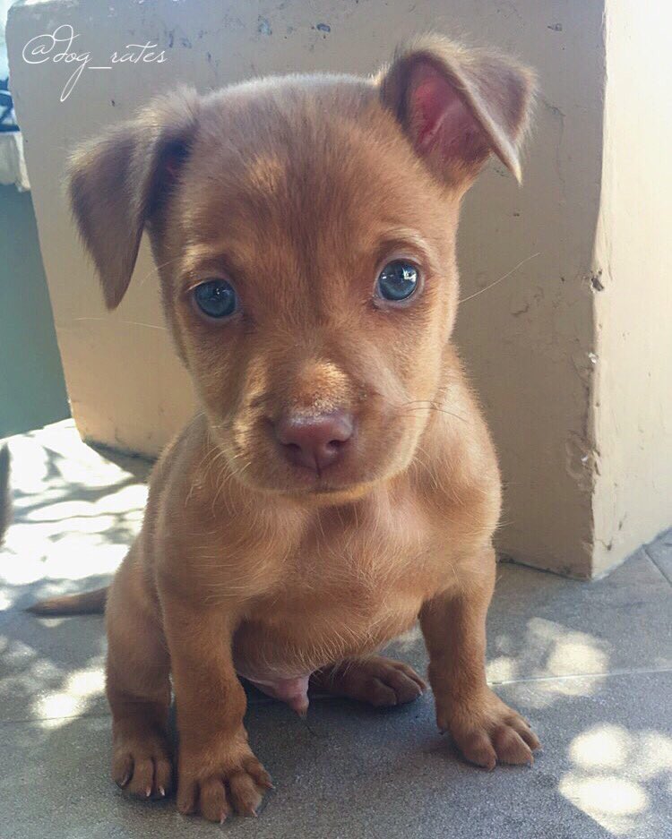 dog_rates's tweet image. This is Klein. These pics were taken a month apart. He knows he's a stud now. 12/10 total heartthrob