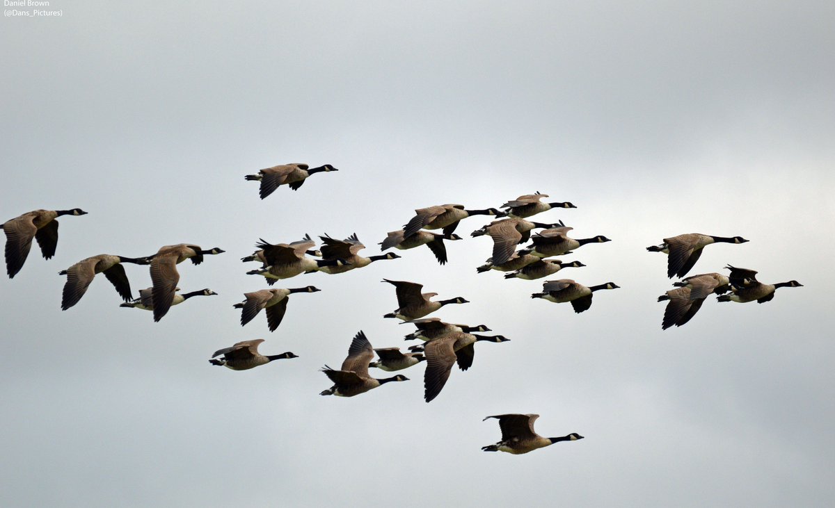 Canada Geese flying into Titchfield Haven.