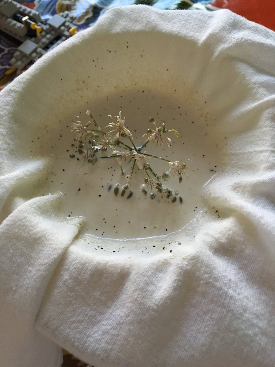 CordialVictoria's tweet photo. Fennel ice cream, you are what's what #wildfood https://t.co/MTwCLWuX2O