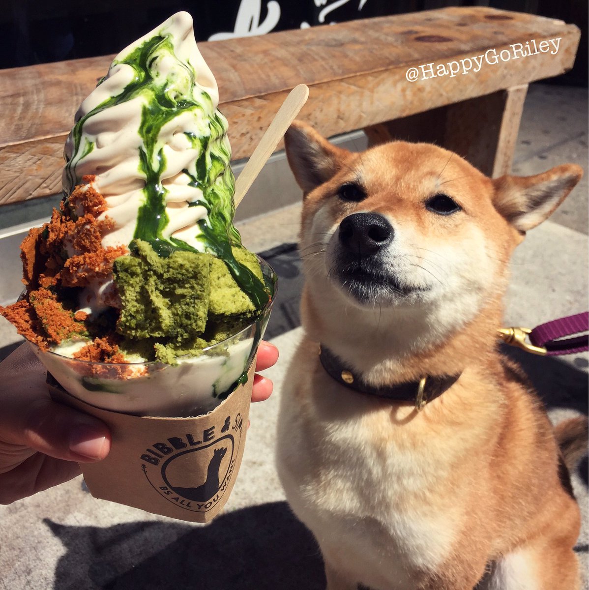 Green tea fudge sundae!!🍦🍵 - HappyGoRiley #dogsofnyc #newforkcity <a href="/bibbleandsip/">Bibble & Sip</a> #DogDaysOfSummer #greentea