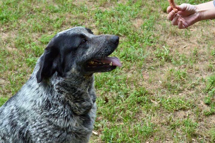 ❤️BlueSquadRescue❤️ tweet media