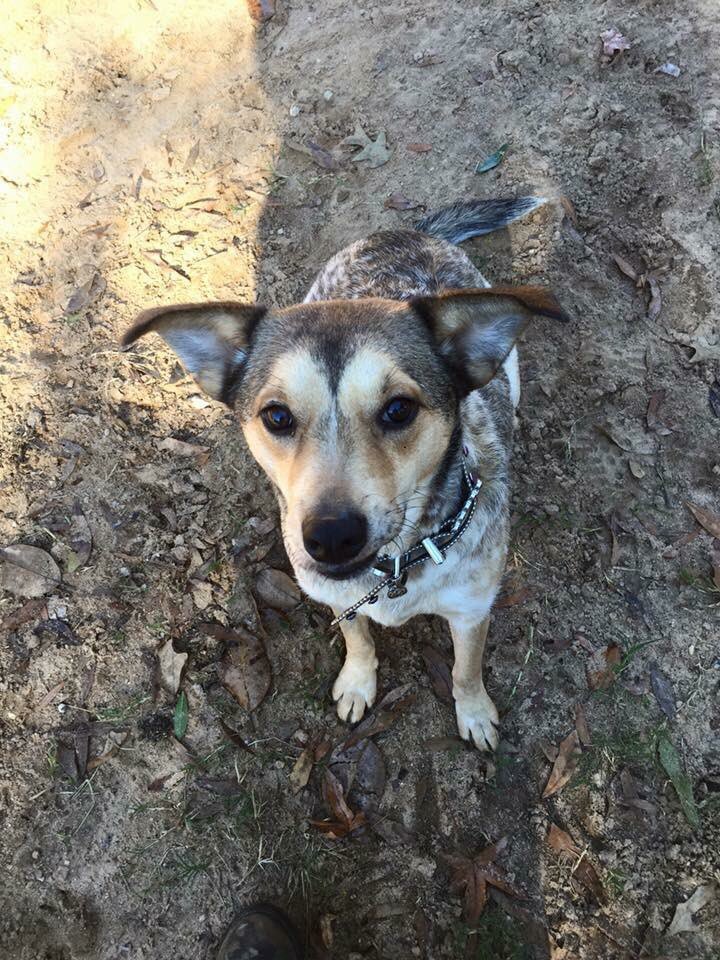 ❤️BlueSquadRescue❤️ tweet media