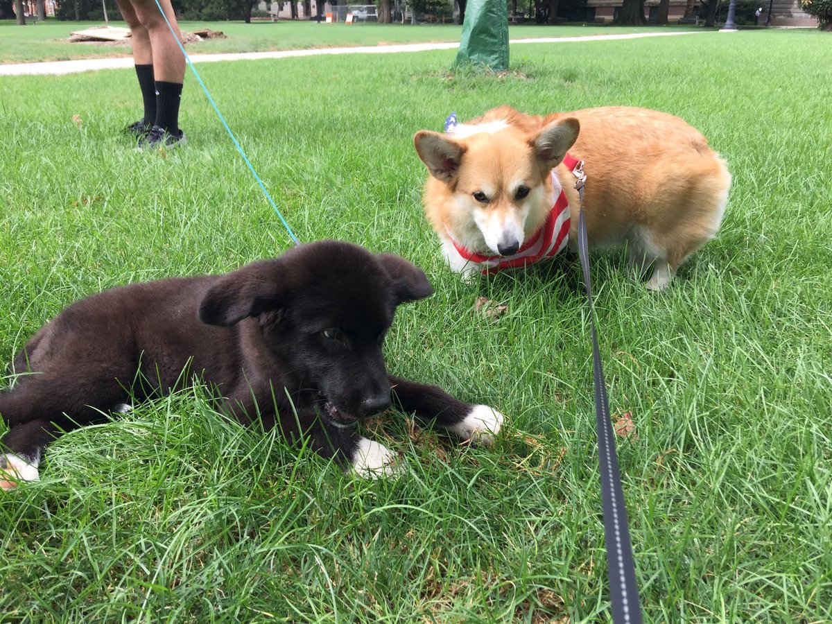 kellylangford15's tweet photo. We got a really fluffy team. #pupsforhillary #OHHillYes #OHCampus https://t.co/rQwDxojFMu