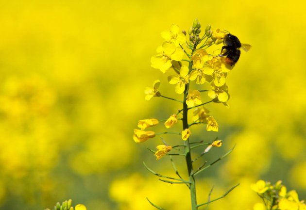 Nature's tweet photo. Researchers find link between a controversial pesticide &amp; declining populations of wild bees https://t.co/hEXmJb50IU https://t.co/UQI6XtQmNE