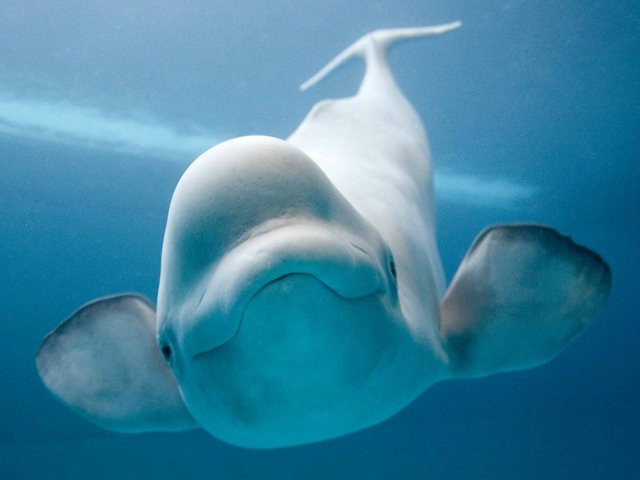 Ballena Beluga  Fotos, características y hábitat animalesmascotas.com/beluga/
