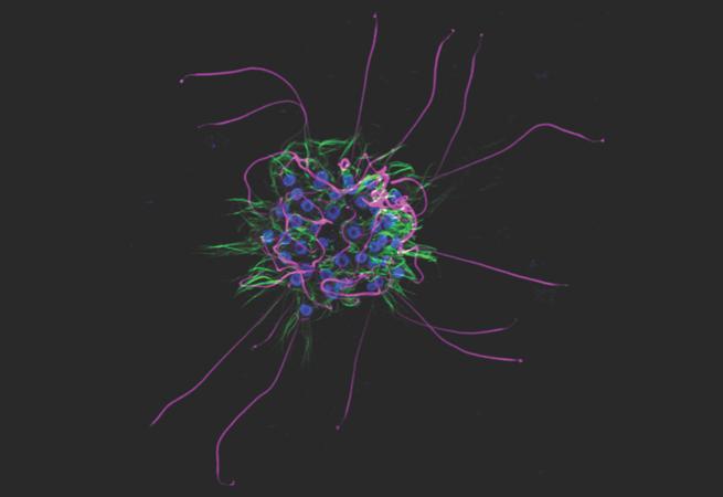 ImmunityCP's tweet photo. Beautiful images in the #CellPictureShow using @ZEISS_Group Airyscan #Confocal Revolution https://t.co/I4TpWjzYAs https://t.co/jXLld0Y7t7