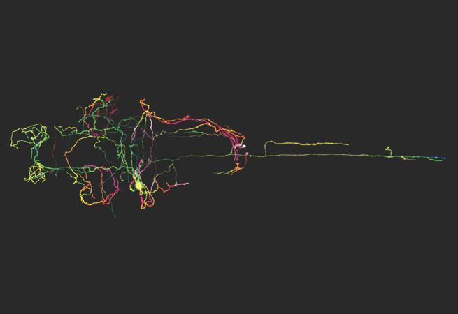 ImmunityCP's tweet photo. Beautiful images in the #CellPictureShow using @ZEISS_Group Airyscan #Confocal Revolution https://t.co/I4TpWjzYAs https://t.co/jXLld0Y7t7