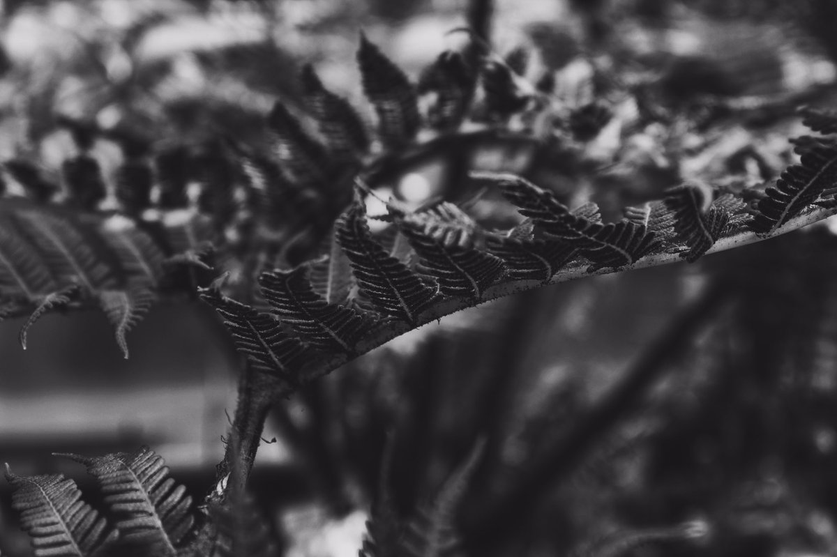 __liagiba's tweet photo. Moody plants🌿 https://t.co/ReKxrGD1Tf
