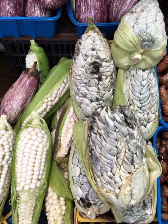MexicoMundo's tweet photo. RT Si has probado esta delicia, típica gastronomía prehispánica ¿Se te antojan unas quesadillas de #huitlacoche? https://t.co/XcIK3YUFwG