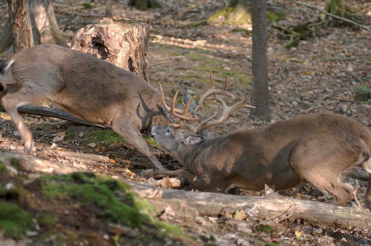 HuntingComedy's tweet photo. Season is right around the corner https://t.co/D2UDsqsM9T
