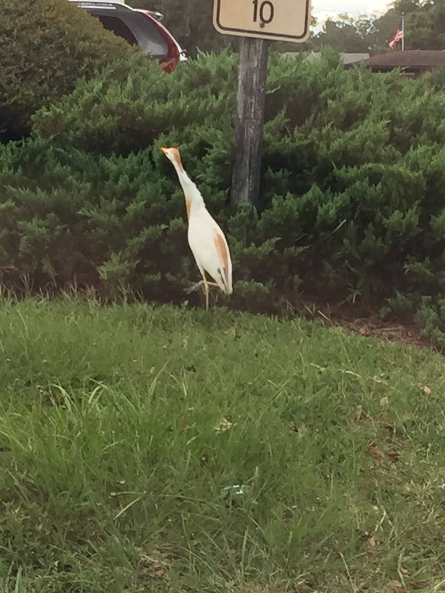 abbiwik's tweet image. This bird has a Trump wig. #TrumpBird