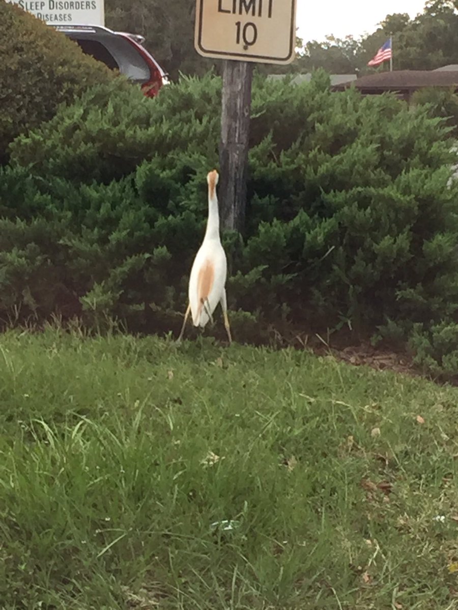 abbiwik's tweet image. This bird has a Trump wig. #TrumpBird