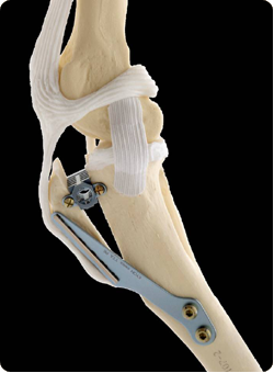 NatchezVet's tweet photo. #TibialTuberosityAdvancement for Dogs #TTASurgery is the most innovative #caninekneesurgery. https://t.co/80neYZLFZL https://t.co/nsjI2RcRFi