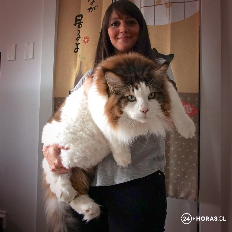 Conoce a Samson el gato más grande del mundo - Diario La 