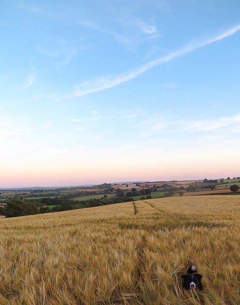 DurstoneCottage's tweet photo. Playing hide &amp; seek tonight at Durstone ☀️ Book yourself a break in the #Herefordshire #countryside 🌾 #visitbritain https://t.co/pbZAopK1mw