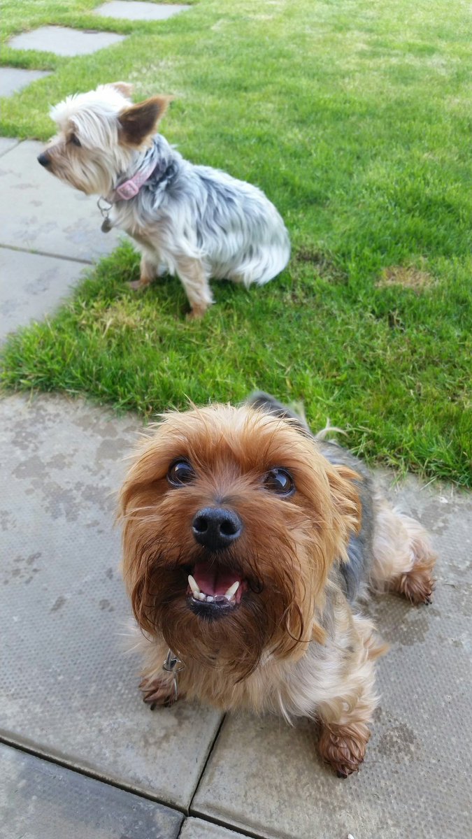 walkurdog1's tweet photo. Some of today's adventures. #adventuresofadogwalker #dogs #dogwalking #dogsoftwitter https://t.co/EQFi6mnqRl
