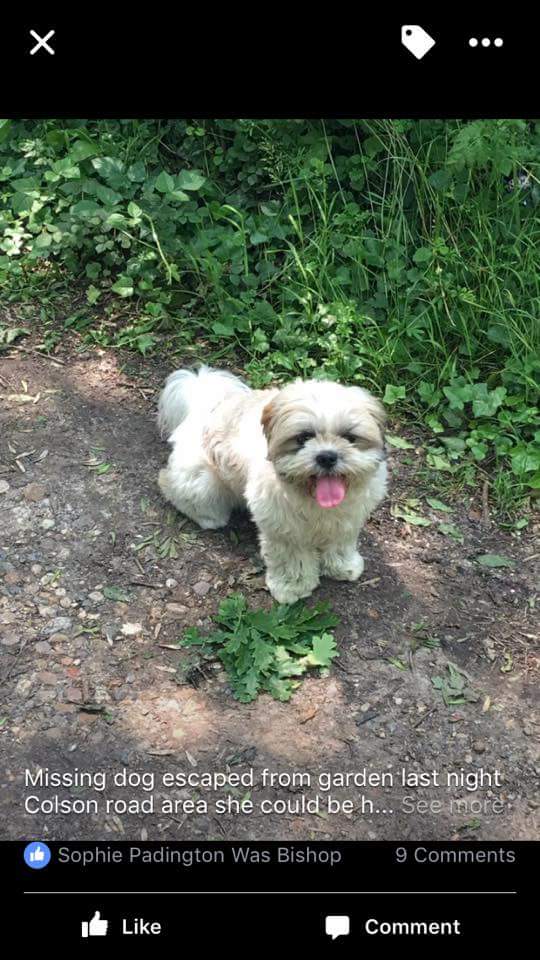 FunkyDogsE4's tweet photo. Pleeeeeease retweet missing coldon road loughton. Chipped #retweet https://t.co/mLw0Ku7gJH