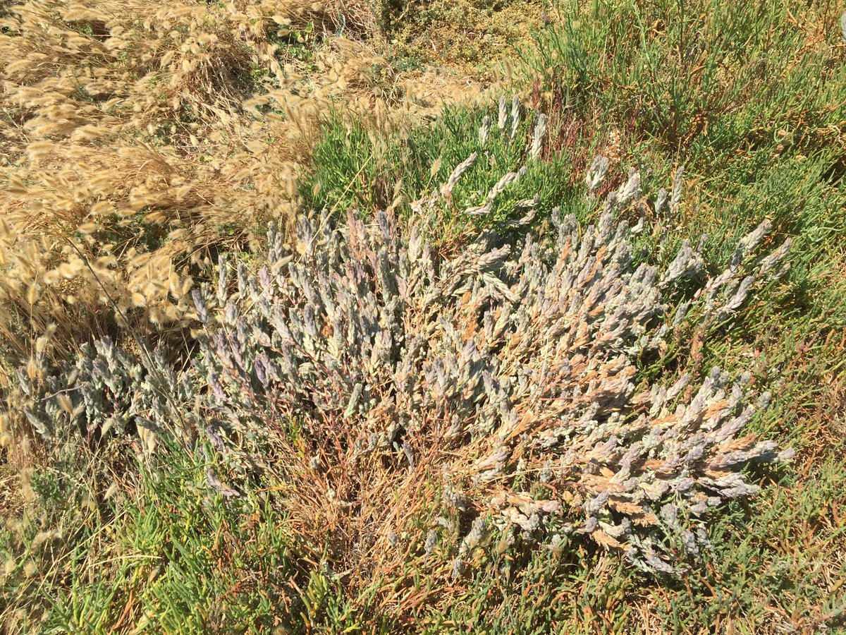 tstou10's tweet photo. #salty fun never stops: #rare & #endangered #Chloropyron molle subsp. molle makes 1st appearance on trip! #botany https://t.co/n5Beeq1WX8