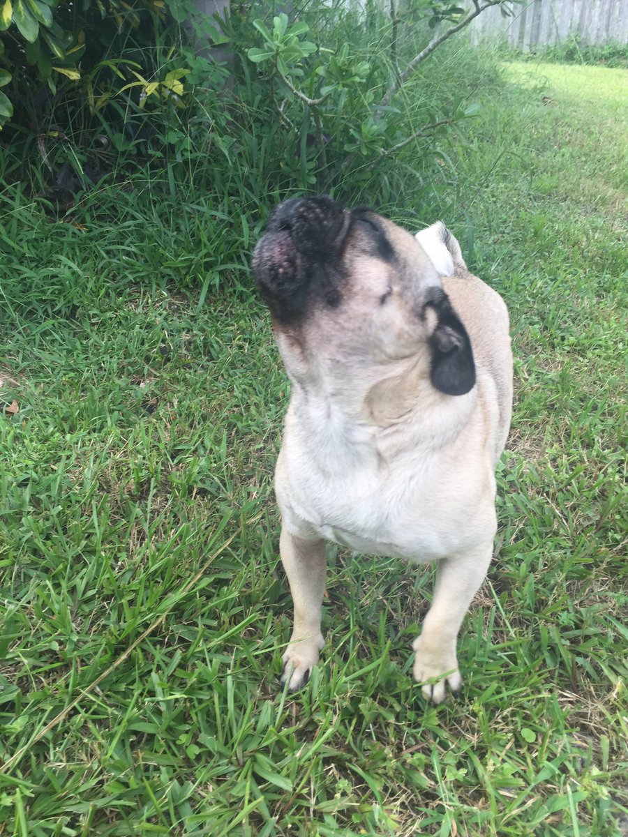 Sorry I've been gone for so long, I'm back! Like this if you love pugs! ❤️