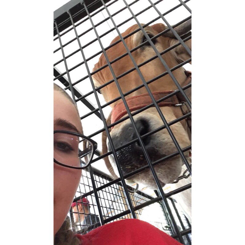 MoCo_OMB's tweet photo. come to Old MacDonald's Barn &amp; take a selfie with your favorite animal ! #MoCoFair2016 🐮🐴 https://t.co/TzLgSJFRIv