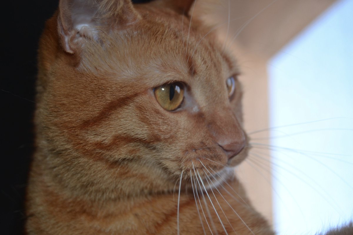 _mimithecat's tweet photo. https://t.co/gU6A0tItpo