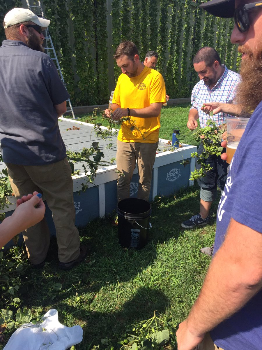 2RoadsBrewing's tweet image. Hop picking, vault drinking and good eating today with our beer writer friends