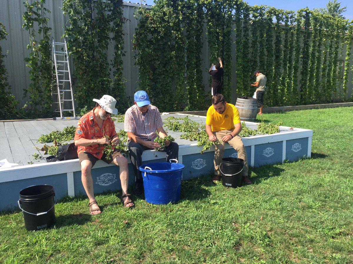 2RoadsBrewing's tweet image. Hop picking, vault drinking and good eating today with our beer writer friends