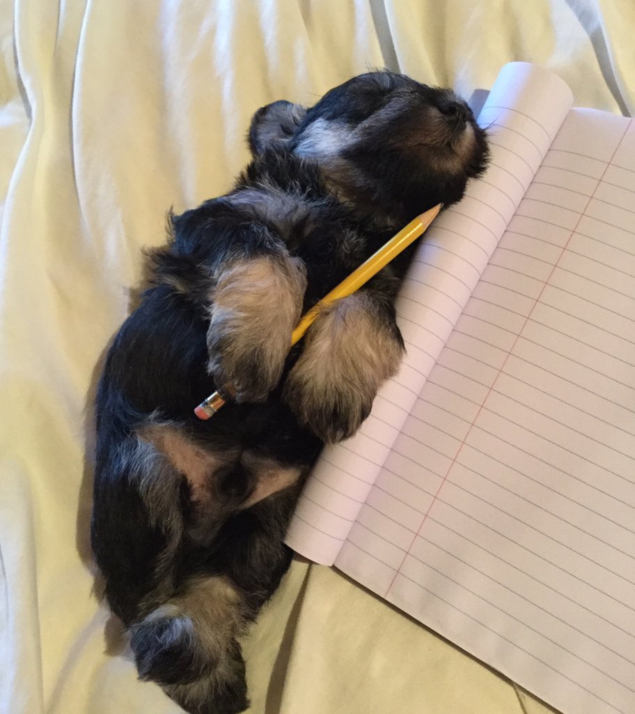 PerrosShow's tweet photo. Cuando uno no tiene ganas de estudiar sino de dormir 📝🐾❤️ https://t.co/YU9k5nsfMB