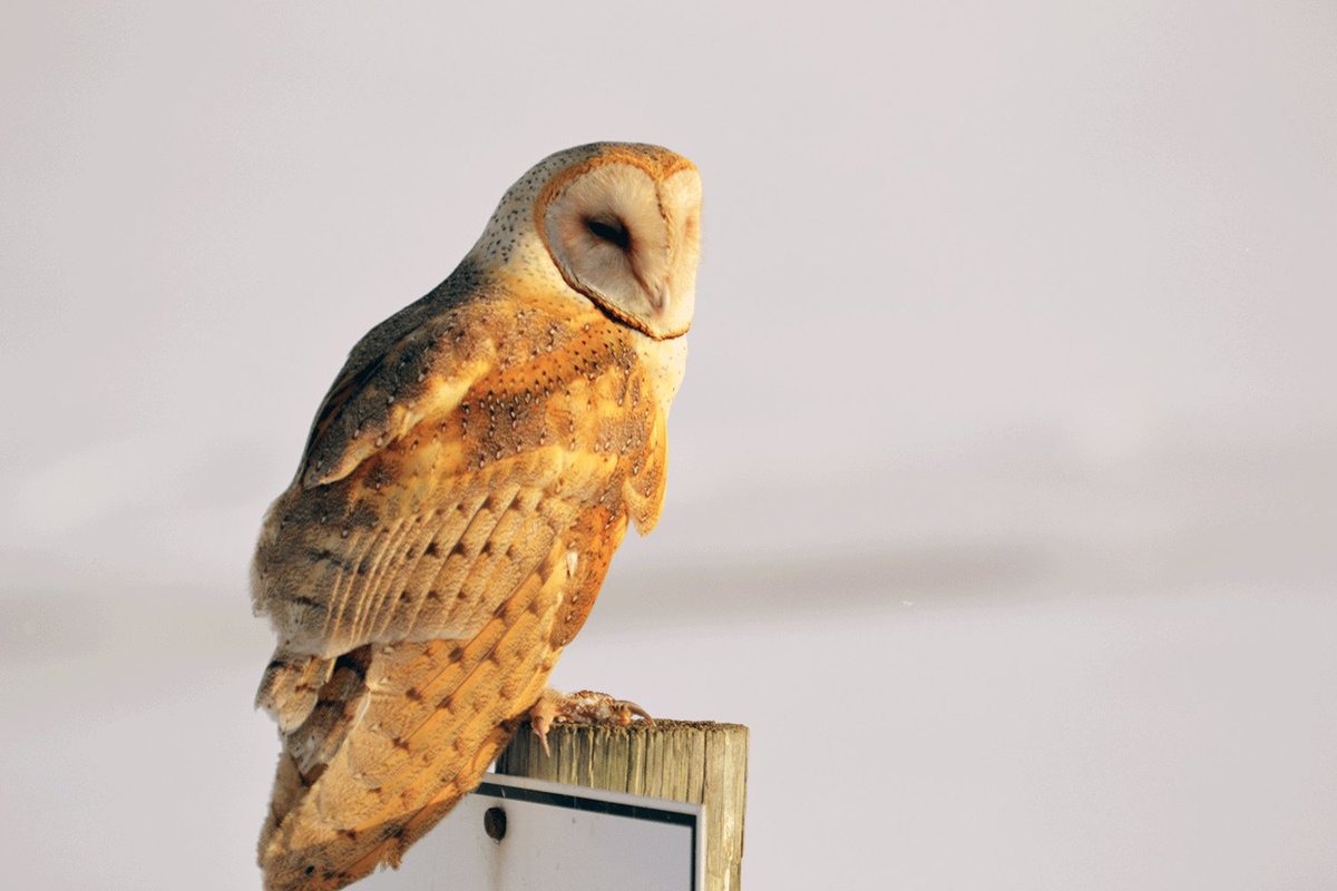 Utah Dwr On Twitter Fun Fact Barn Owls Swallow Their Prey Whole