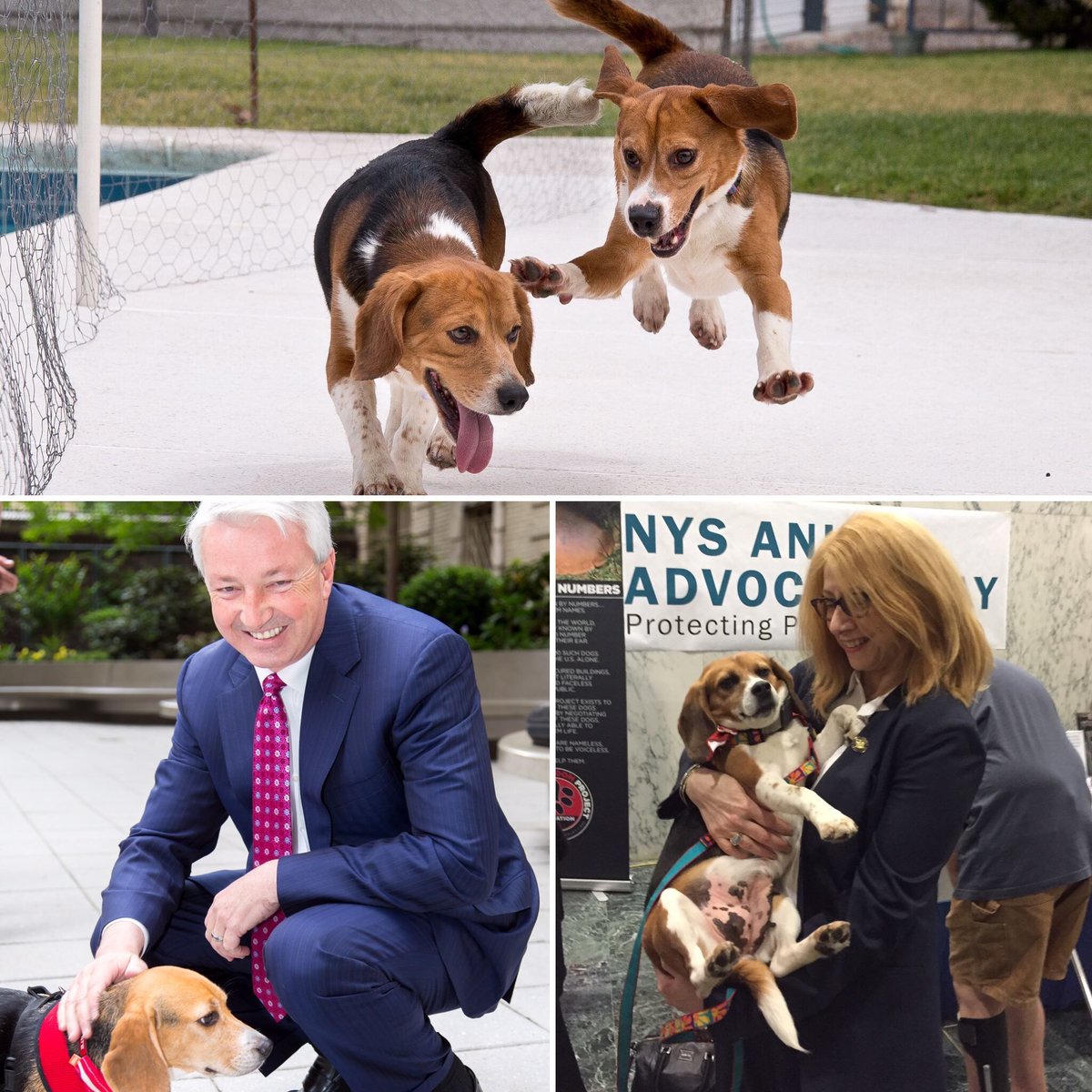 BIG NEWS! <a href="/NYGovCuomo/">Archive: Governor Andrew Cuomo</a> has signed our Beagle Freedom Bill into LAW in New York! "Research" dogs and cats to live.