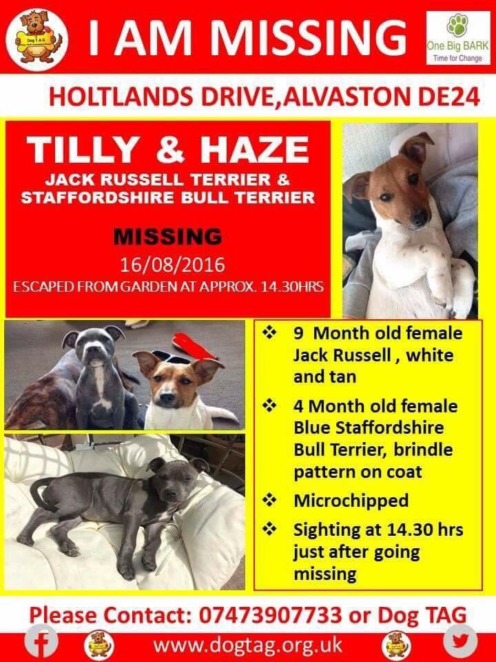DogTAGMids's tweet photo. Pls RT #Missing #puppies #Alvaston #derby #findtilly #findhaze https://t.co/unaZIjyr3T