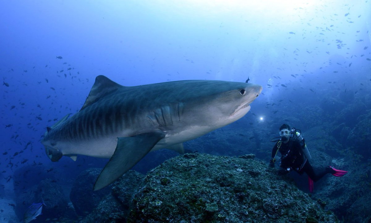 cocosislanddiving tweet media