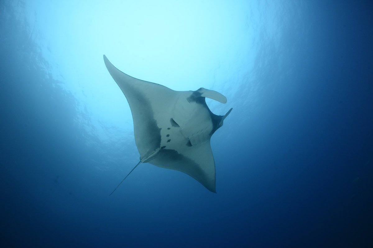 cocosislanddiving tweet media