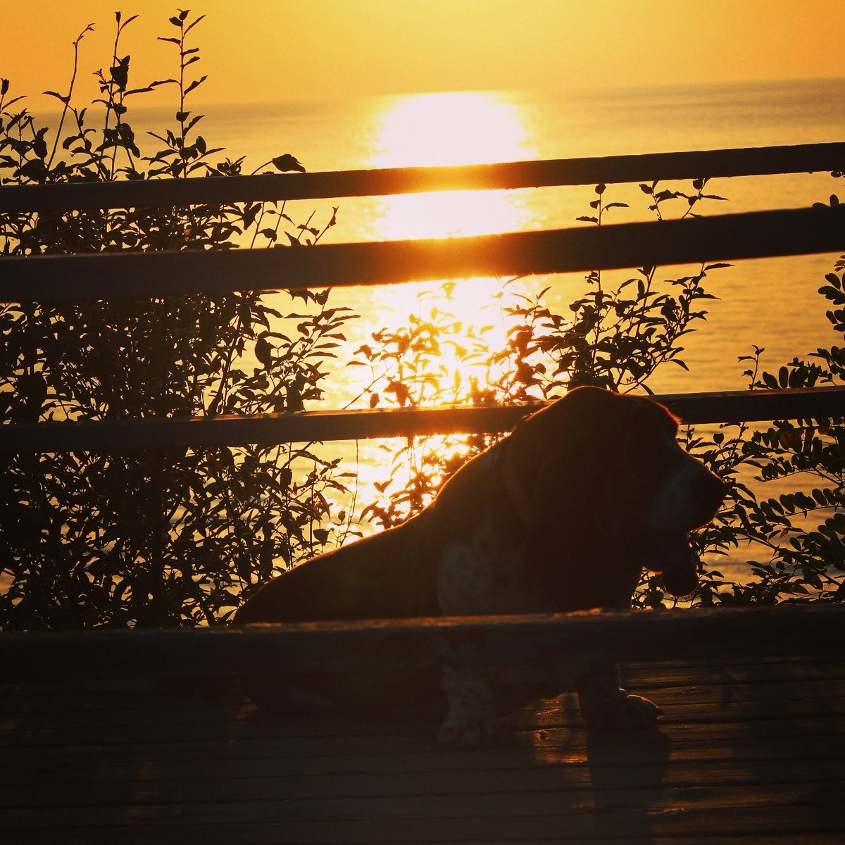 MaxTheBasset's tweet photo. OK mom, the sun is almost down. Is it bedtime yet? #itsalwaysbeftime #bassethound https://t.co/F7yeOfJmx8