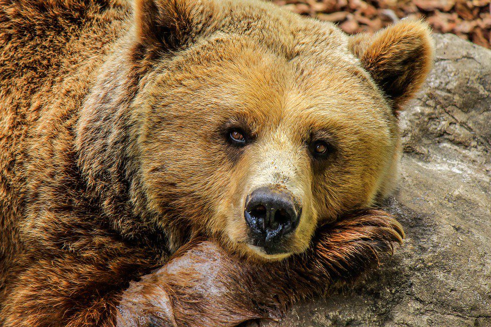 peta's tweet photo. Animals are not trophies. They are individuals with thoughts, feelings, &amp; complex lives. #BanHunting https://t.co/CCmQV9HbMh