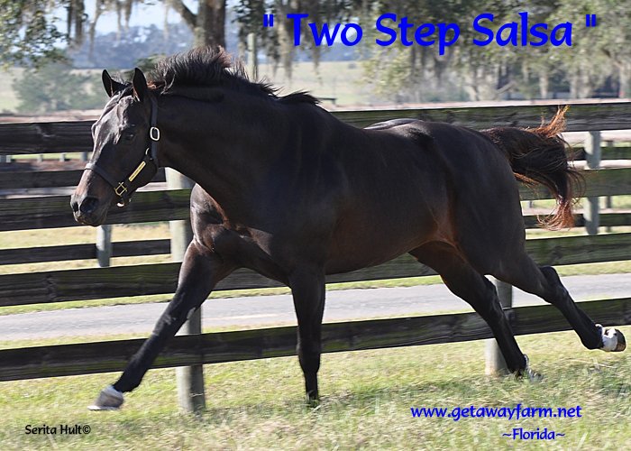 Get_AwayFarm's tweet photo. Hip 901 f sells Aug 25 #OBSAug - Pretty name, too! Salsa Delight! Dam produced GSH & 6 wnrs! https://t.co/su5mZnXrFw https://t.co/lFmJ7VqvdZ