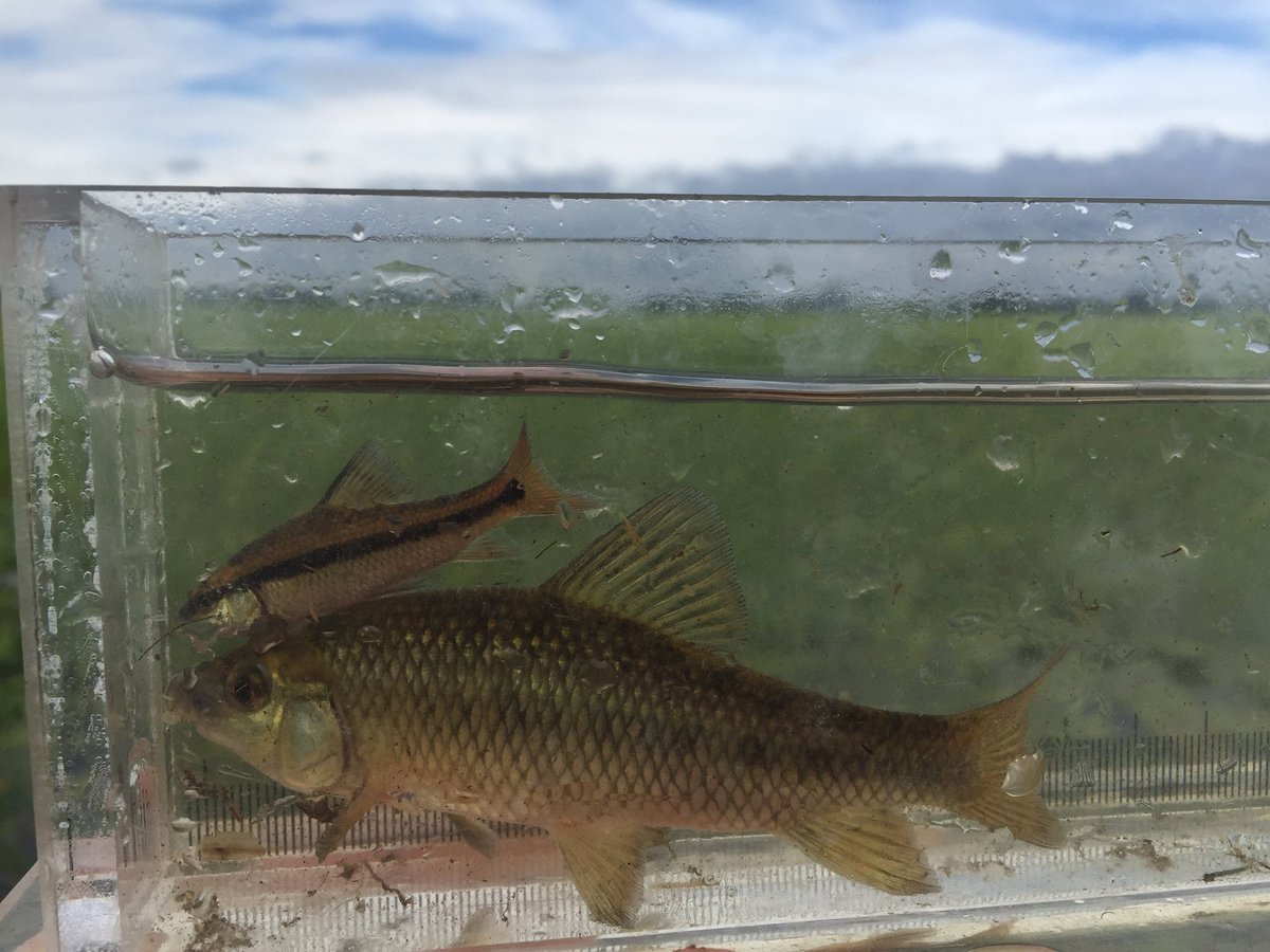 Many #LakeChubsucker specimens today. Always a special find! #fisheries #coastalwetlands #speciesatrisk #greatlakes
