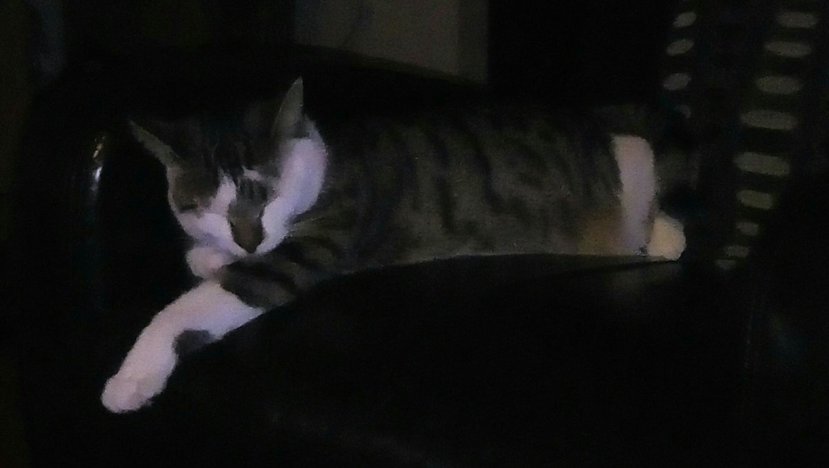 Jessica_Khatri's tweet photo. Gonna miss #kitty while away #CatsOfTwitter #Sidekick #buddy #LoveIsAFourLeggedWord #ChunkyKitty #ChunkyChick #Love https://t.co/O1cwF9Phuc
