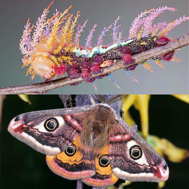 allicat___'s tweet photo. what a wonderful caterpillar !! can anyone know what is the name? https://t.co/n3zxotDSgH