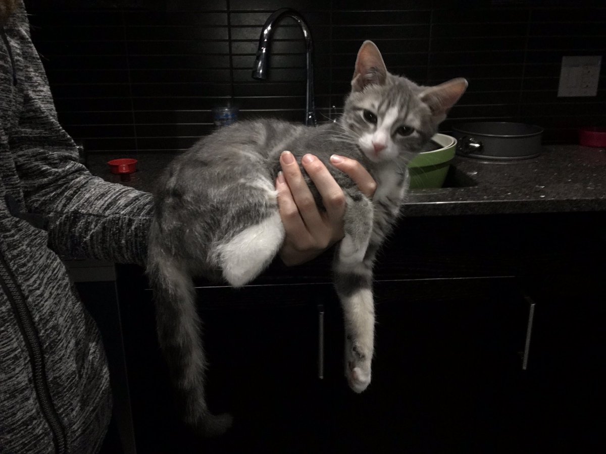 HuffyTheKitten's tweet photo. FALL FASHION ALERT: Don't forget to #catccessorize! https://t.co/f2JxLJqdwH