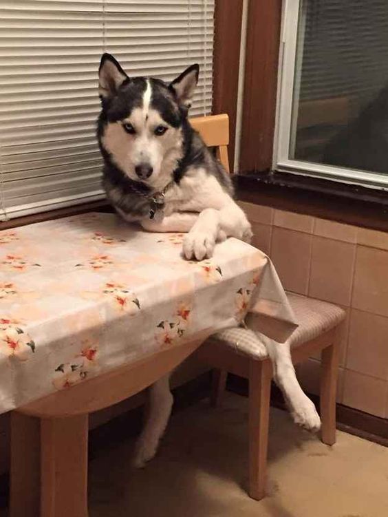 PampangasCA's tweet photo. "You brought me leftovers, right?" https://t.co/uir2L2LeEp