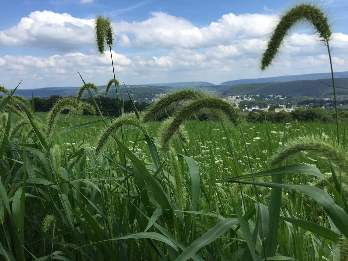 daydayKnucks's tweet image. That #PAlife ... #greenharderthanPA