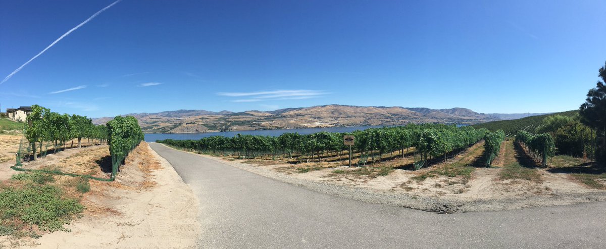 RockyPondWinery's tweet photo. #Grapes grapes grapes!! Overlooking beautiful #LakeChelan #closchevallevineyards #WAwineMonth https://t.co/h6mqZYeNC2
