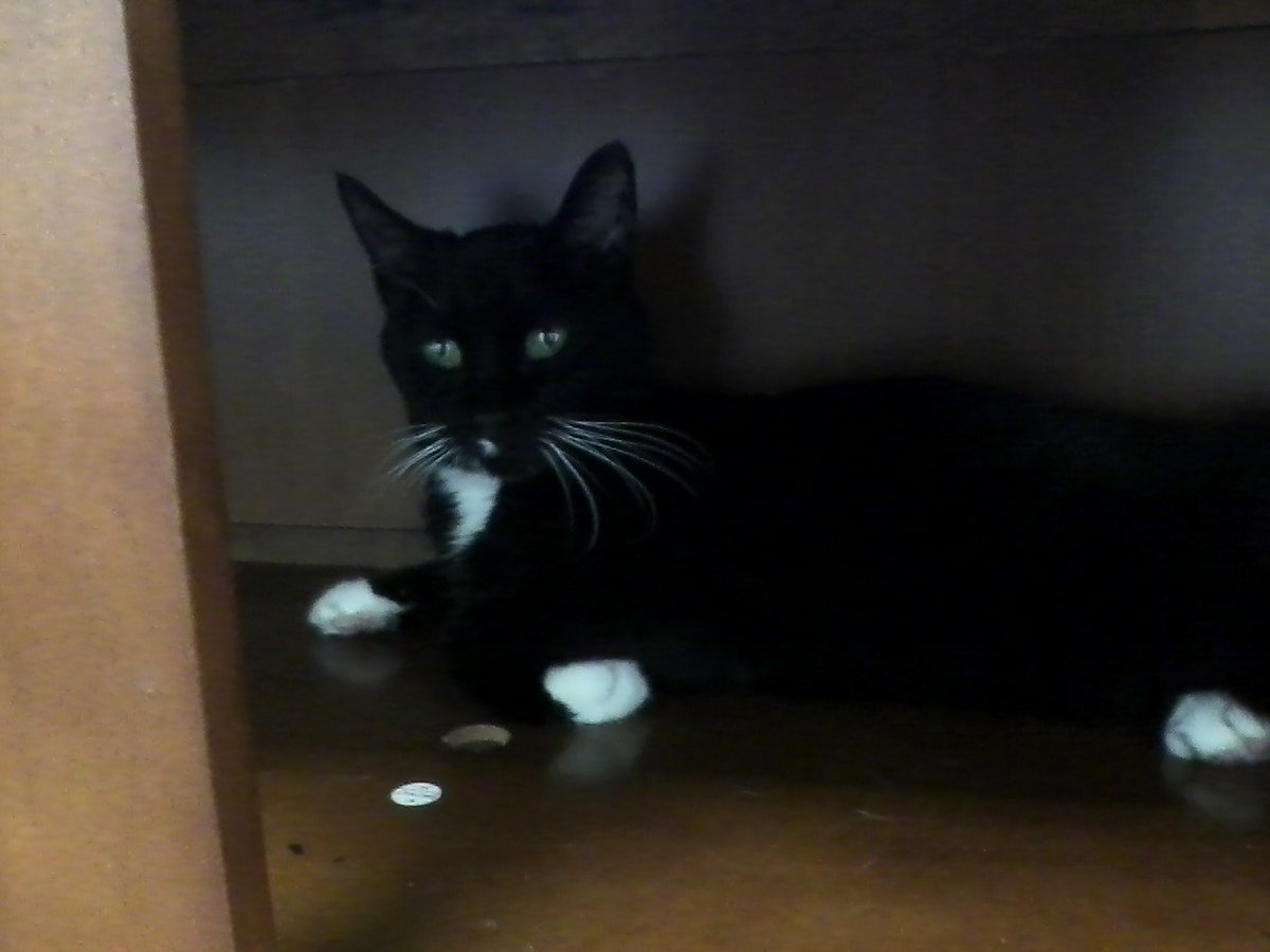 Today we brought 15 year old Tiny Bubbles into MAWL, this sweet girl got vaccines and blood work. More info soon!