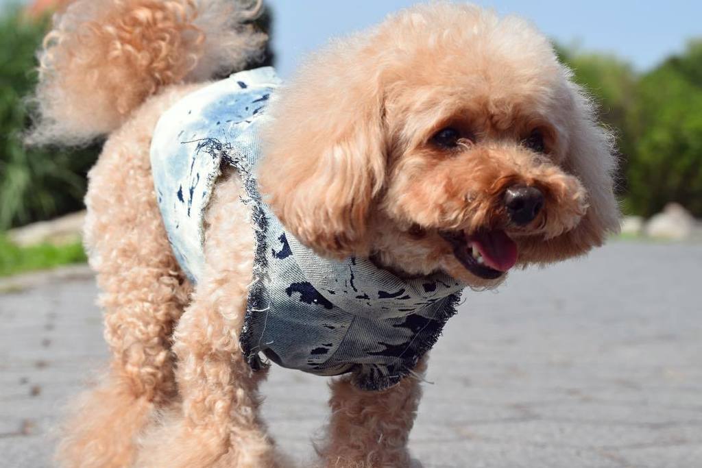 little_bear_nyc's tweet photo. Tongue out Tuesday by Teddy ๐ #acidwash #denim #backsnaps @teddygramnyc https://t.co/cwdRS1XNrM https://t.co/zpFJZp8IxH
