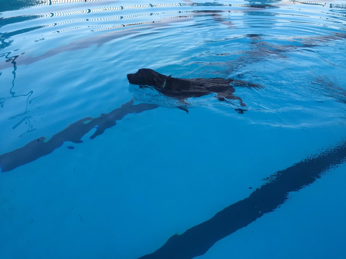 MsGosnellsClass's tweet photo. Last night before school and spending it at the pool! #dognight #LucytheLab #slashShark #lssharks https://t.co/wgZZy0RMZH