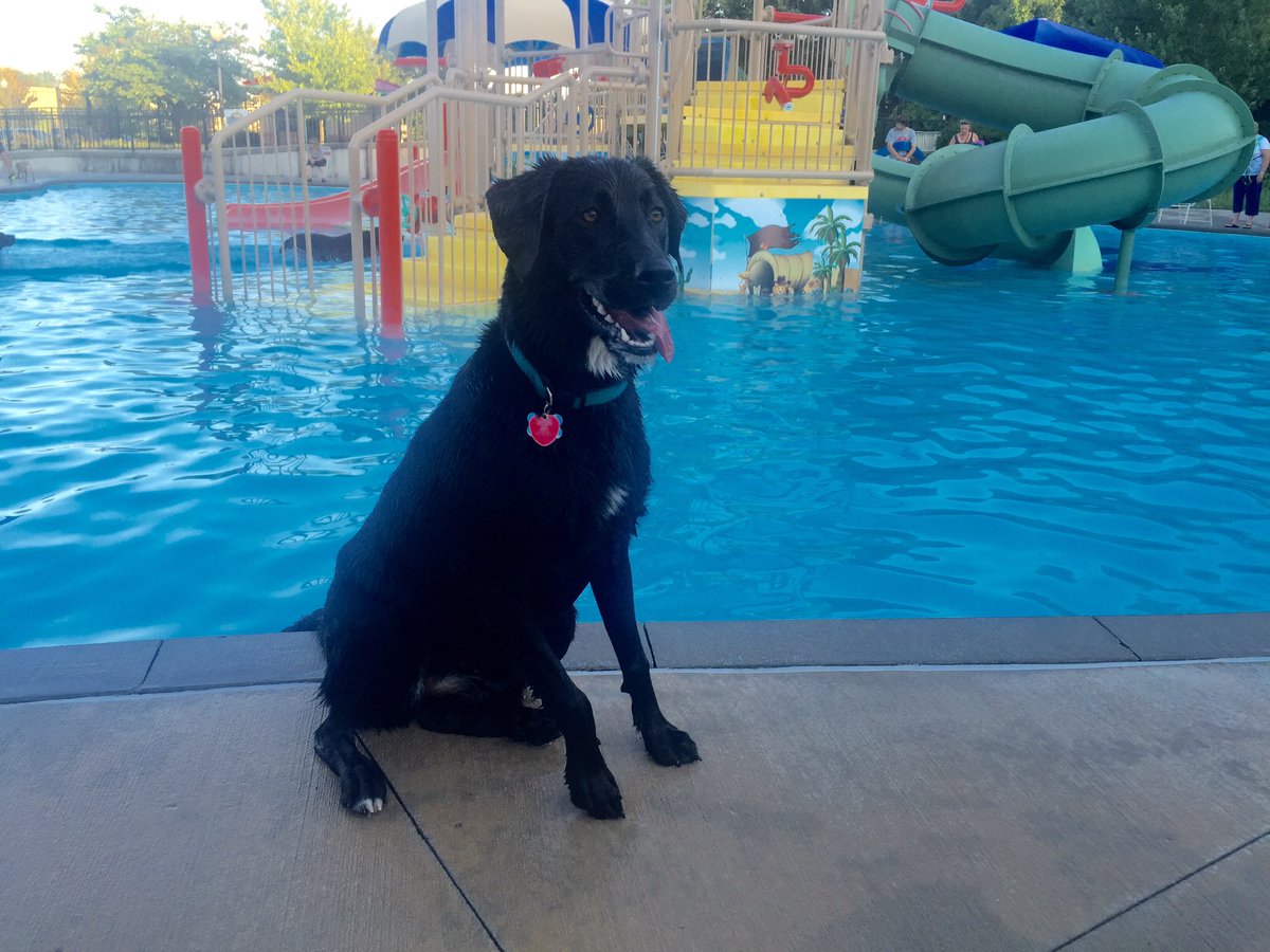 MsGosnellsClass's tweet photo. Last night before school and spending it at the pool! #dognight #LucytheLab #slashShark #lssharks https://t.co/wgZZy0RMZH