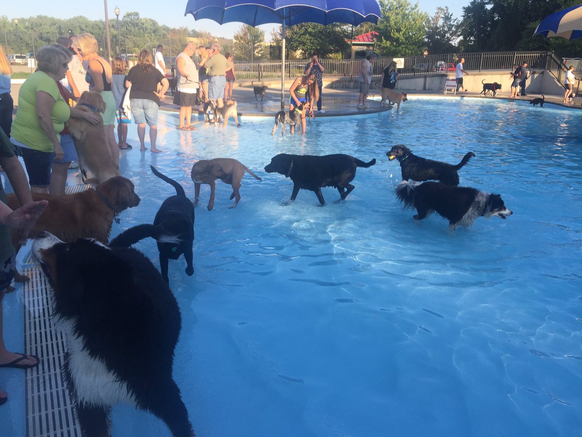 MsGosnellsClass's tweet photo. Last night before school and spending it at the pool! #dognight #LucytheLab #slashShark #lssharks https://t.co/wgZZy0RMZH